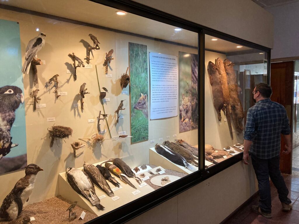 MUSEO DILLMAN BULLOCK 2