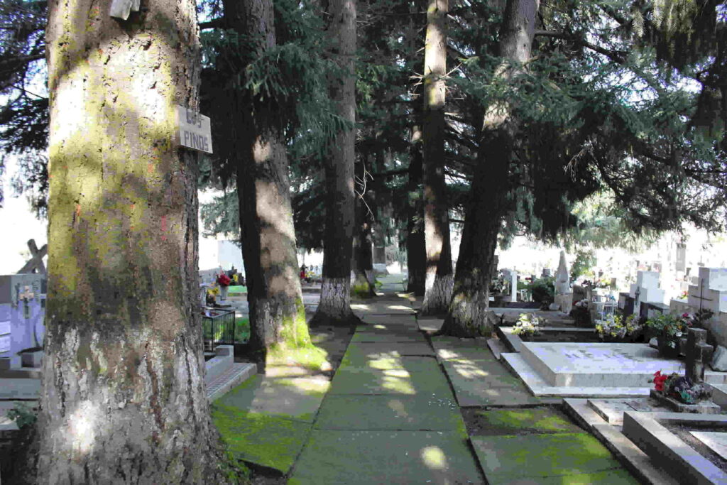 cementerio Traiguén 11